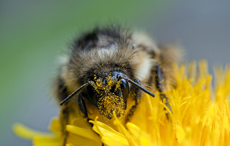 Cross Pollination by Bumble Bee (Bombus sp.) on dandelion, Glacier National Park, Montana, USA Photograph by Ed Reschke