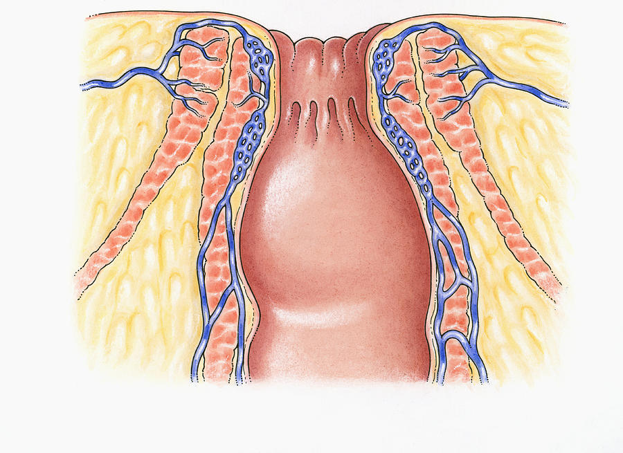 Cross section illustration of human anal column showing external and internal sphincters, and blood supply  Drawing by Dorling Kindersley