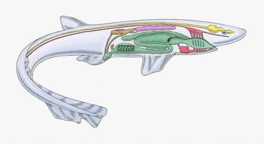 Cross section illustration of internal anatomy of female Dogfish Drawing by John Woodcock