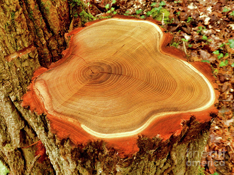 Cross section of a felled acacia tree Photograph by Stephen Farhall ...