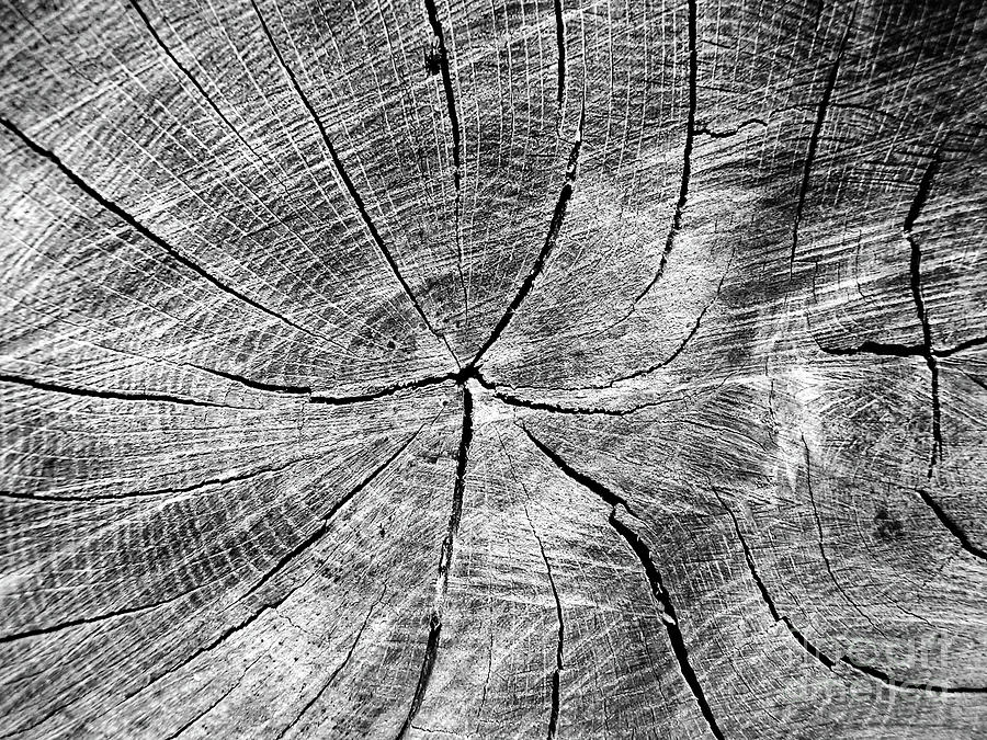 Cross section of an oak tree Photograph by Stephen Farhall - Pixels