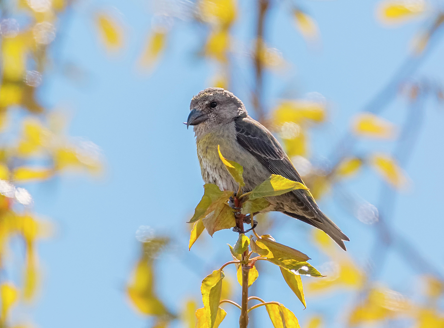 Crossbill in Yellow Leaves Photograph by Loree Johnson