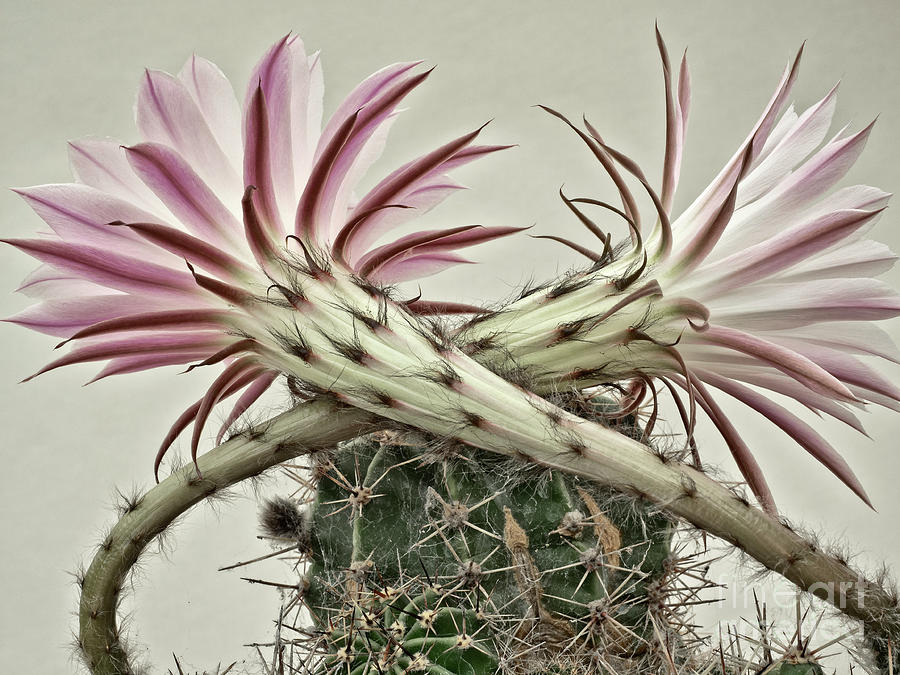 No - Flowering Cactus With Crossed Flowers What Looks Like Defensive Hairy Hands Crossed Over Face Photograph by Tatiana Bogracheva