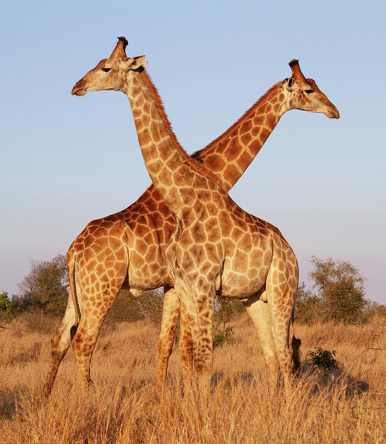 Crossed Giraffes Photograph by Max Waugh