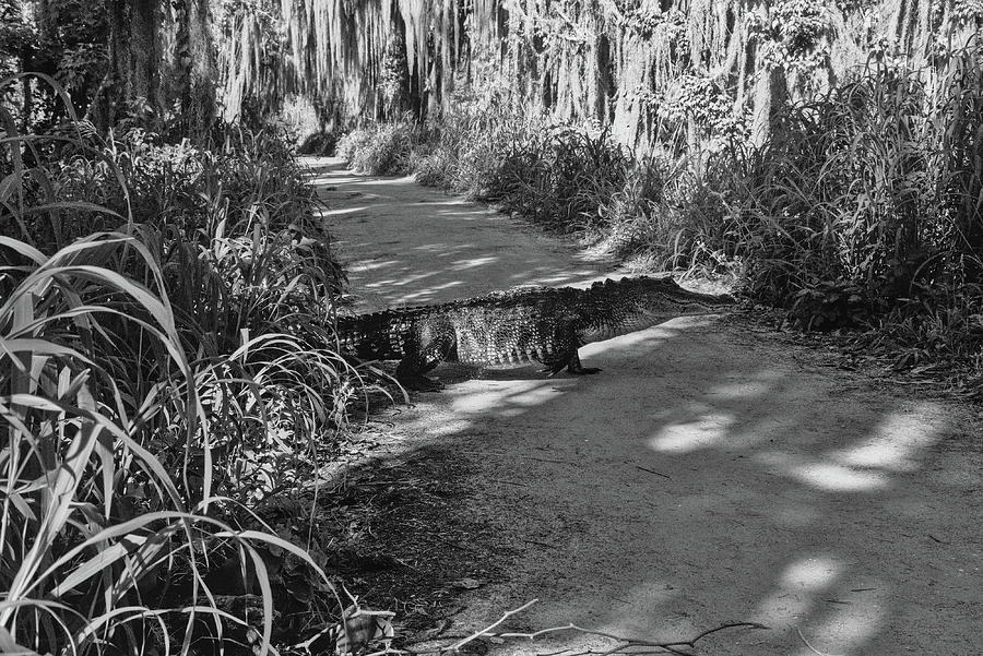 Crossing Alligator Alley Trail Black And White Photograph by Christopher Mercer