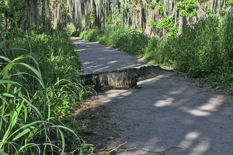Crossing Alligator Alley Trail   Photograph by Christopher Mercer
