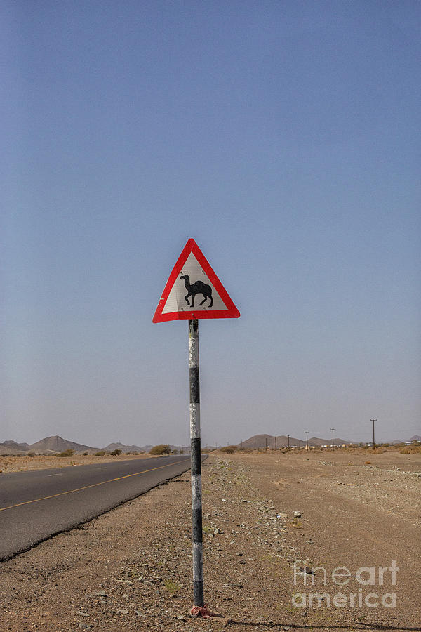 Crossing camel dromedary sign in Oman Photograph by Patricia Hofmeester