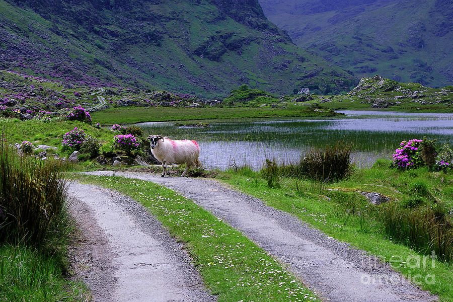 Crossing Path With Sheep Photograph by Lidija Ivanek - SiLa