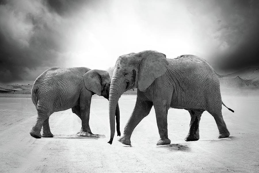 Crossing Paths. Elephants Photograph by World Art Collective