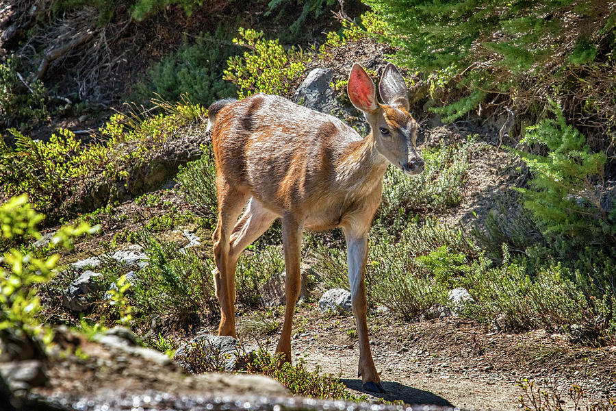 Crossing Paths with a Black-Tailed Deer Photograph by Belinda Greb