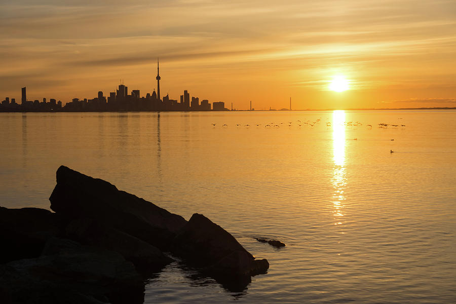 Crossing the Sunpath in Flight - Toronto Skyline Sunrise with Cormorants Photograph by Georgia Mizuleva