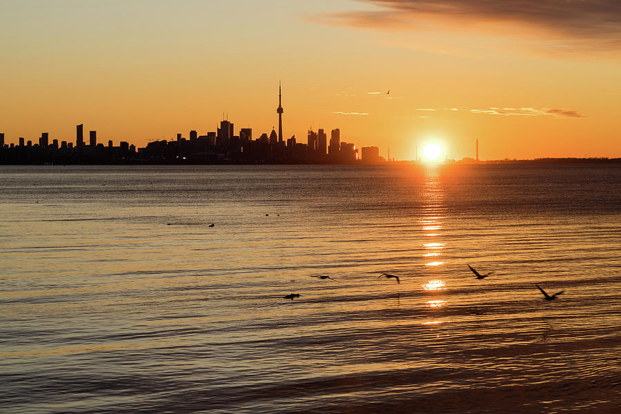 Crossing the Sunpath in Flight - Toronto Skyline Sunrise with Seagulls Photograph by Georgia Mizuleva