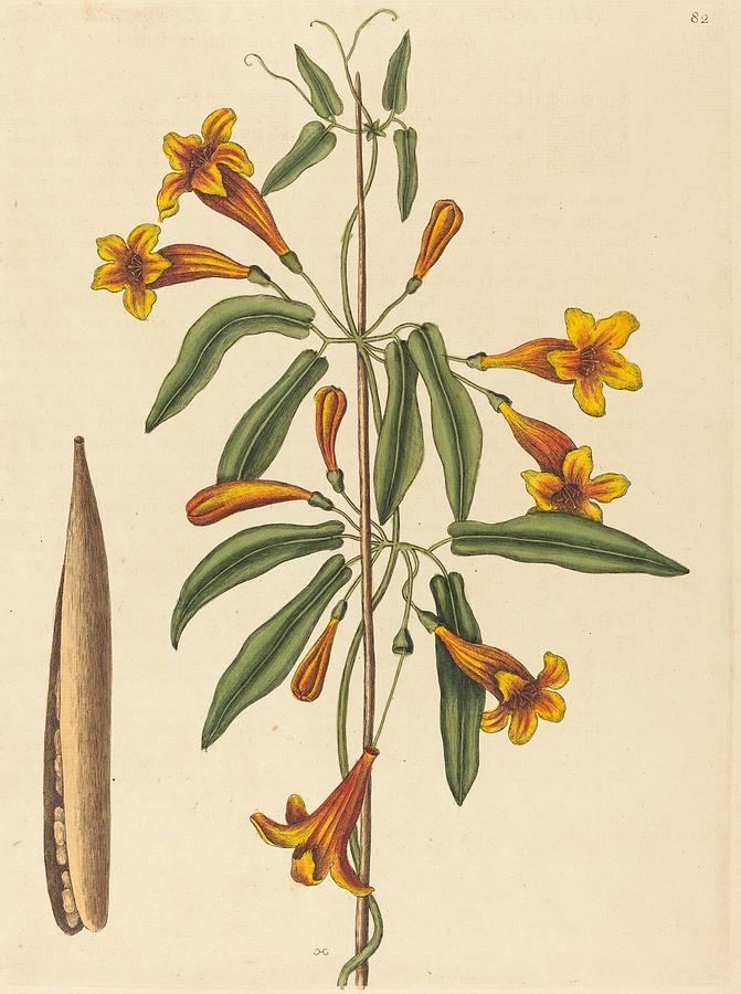 Flower Drawing - Crossvine Bignonia capreolata  by Mark Cates English