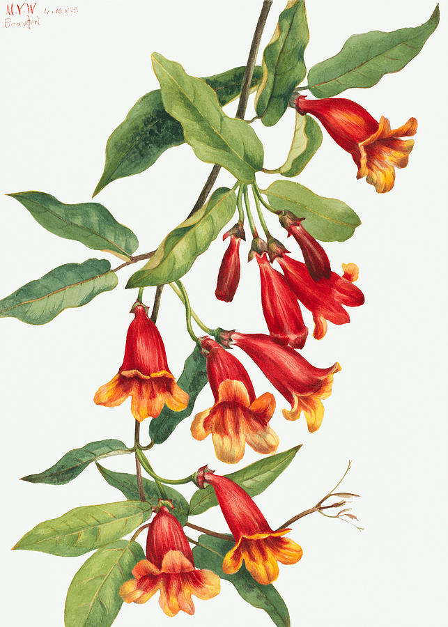 Crossvine flowers by Mary Vaux Walcott Painting by World Art Collective