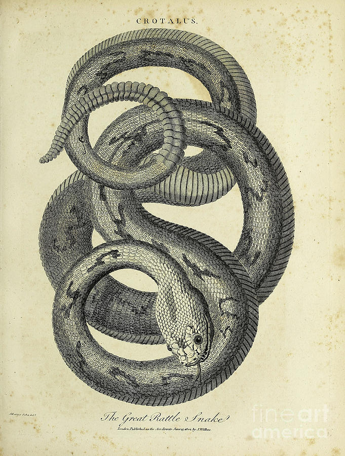 Snake Drawing - Crotalus The Great Rattle Snake j by Historic illustrations