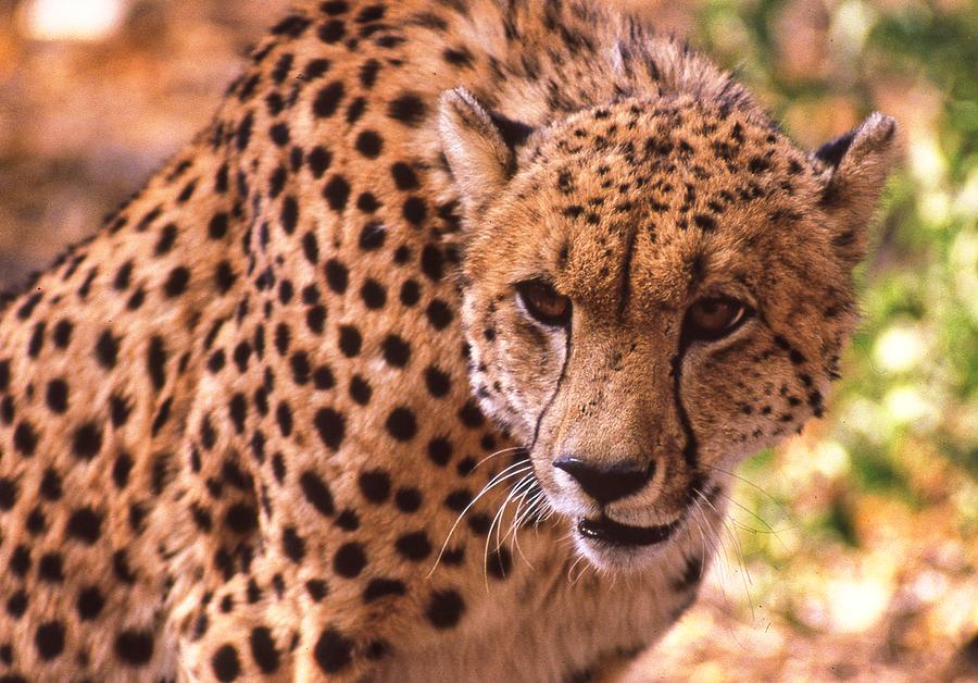Wildlife Photograph - Crouching Cheetah by Russel Considine
