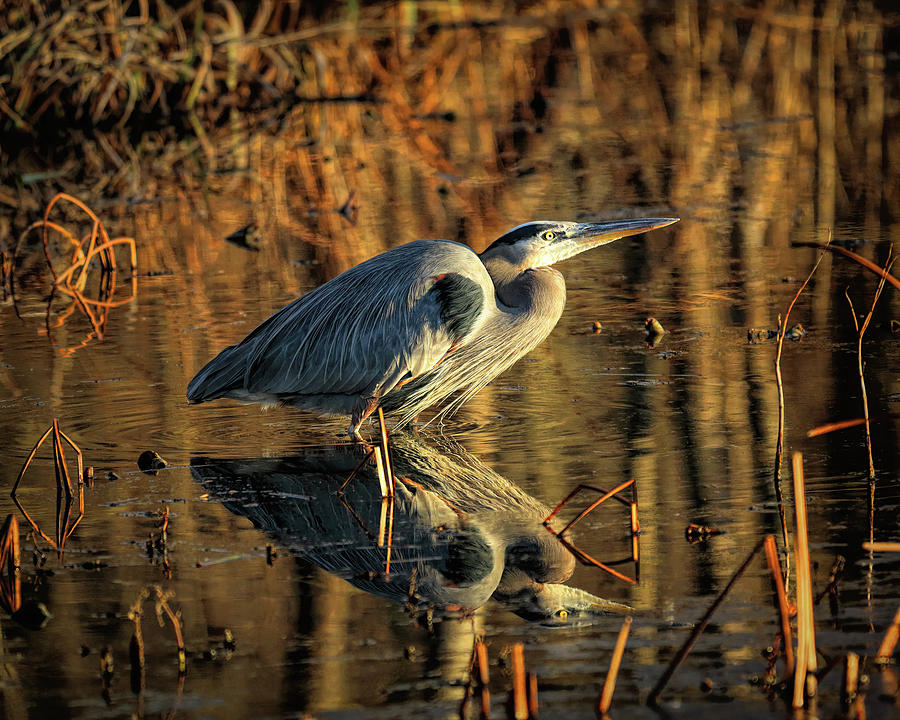 Crouching Heron Photograph by Dennis Lundell