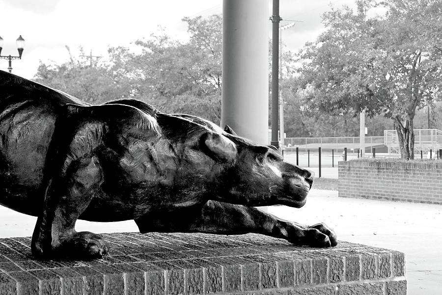 Crouching Panther Photograph by Wayne Archer - Pixels