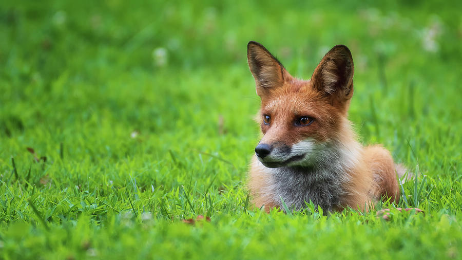 Crouching Red Fox Photograph by James Stone | Fine Art America