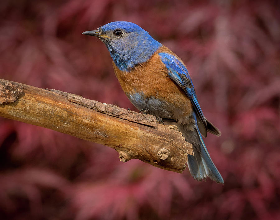 Crouching Western Bluebird Photograph by Jean Noren