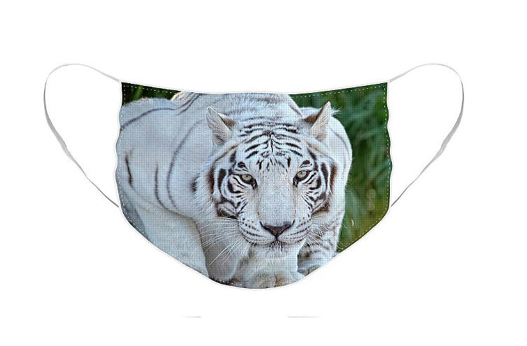Crouching White Tiger - Face Mask Photograph by Lucinda Walter