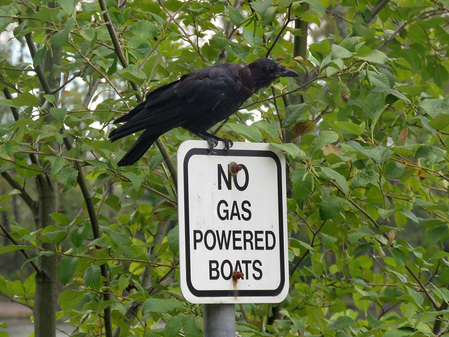 Crow And Sign Painting by Les Classics - Fine Art America