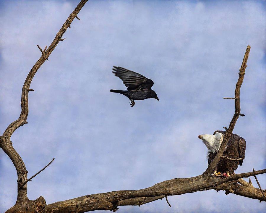 Crow Attacking a Bald Eagle Photograph by James BO Insogna