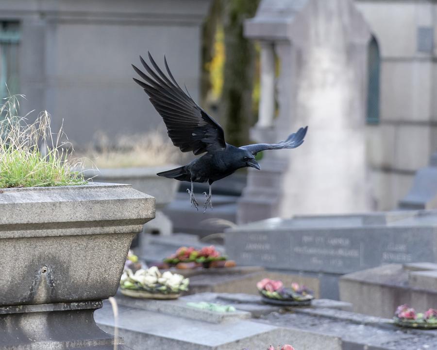 Crow - bird flying in a cemetery Photograph by Jacques Julien
