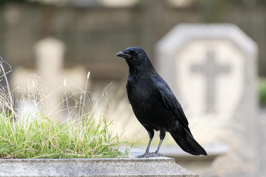 Crow - black bird - in a cemetery (Père-Lachaise, Paris) Photograph by Jacques Julien