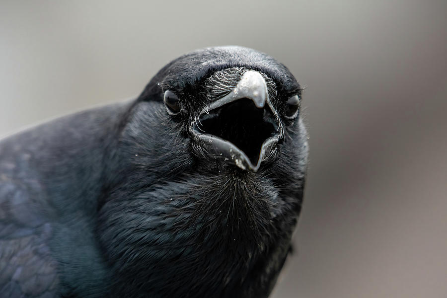 Crow Calling Photograph by Bradford Martin