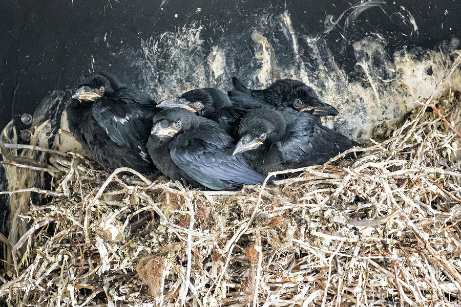 Crow Chicks Photograph by Belinda Greb