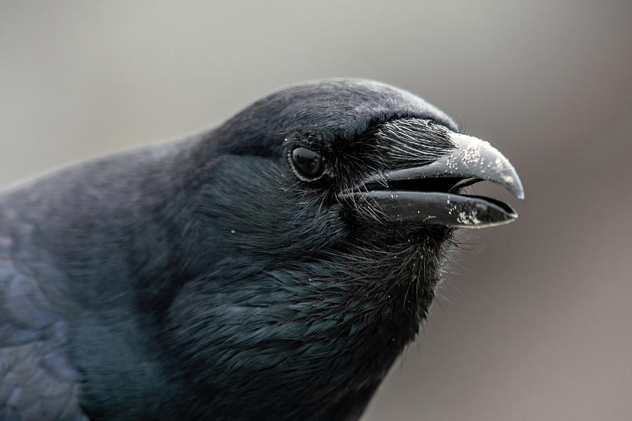 Crow Closeup Photograph by Bradford Martin
