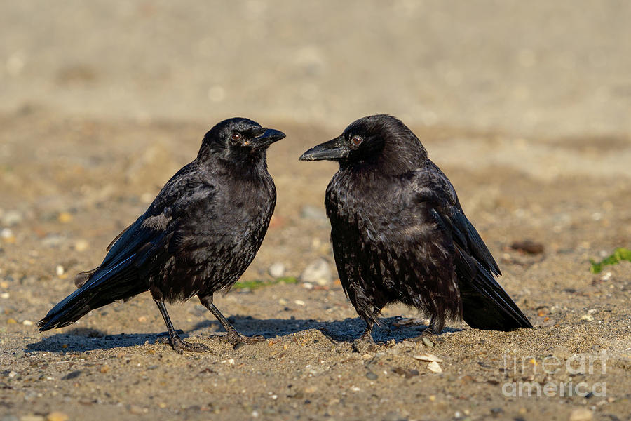 Crow Conversation Photograph by Nancy Gleason