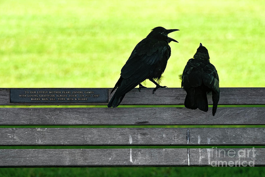 Crow couple Photograph by Michael Wheatley
