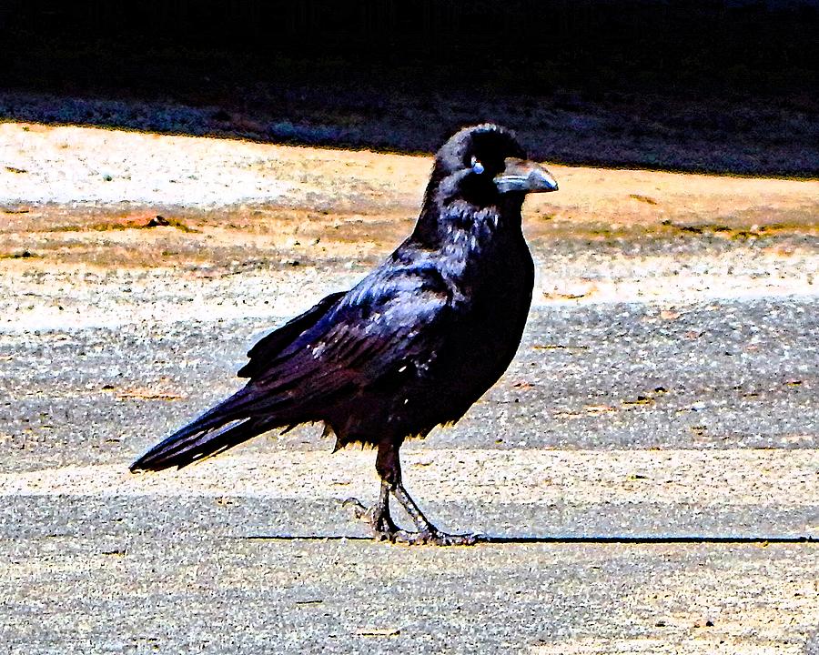 Crow Crossing The Street Photograph by Andrew Lawrence