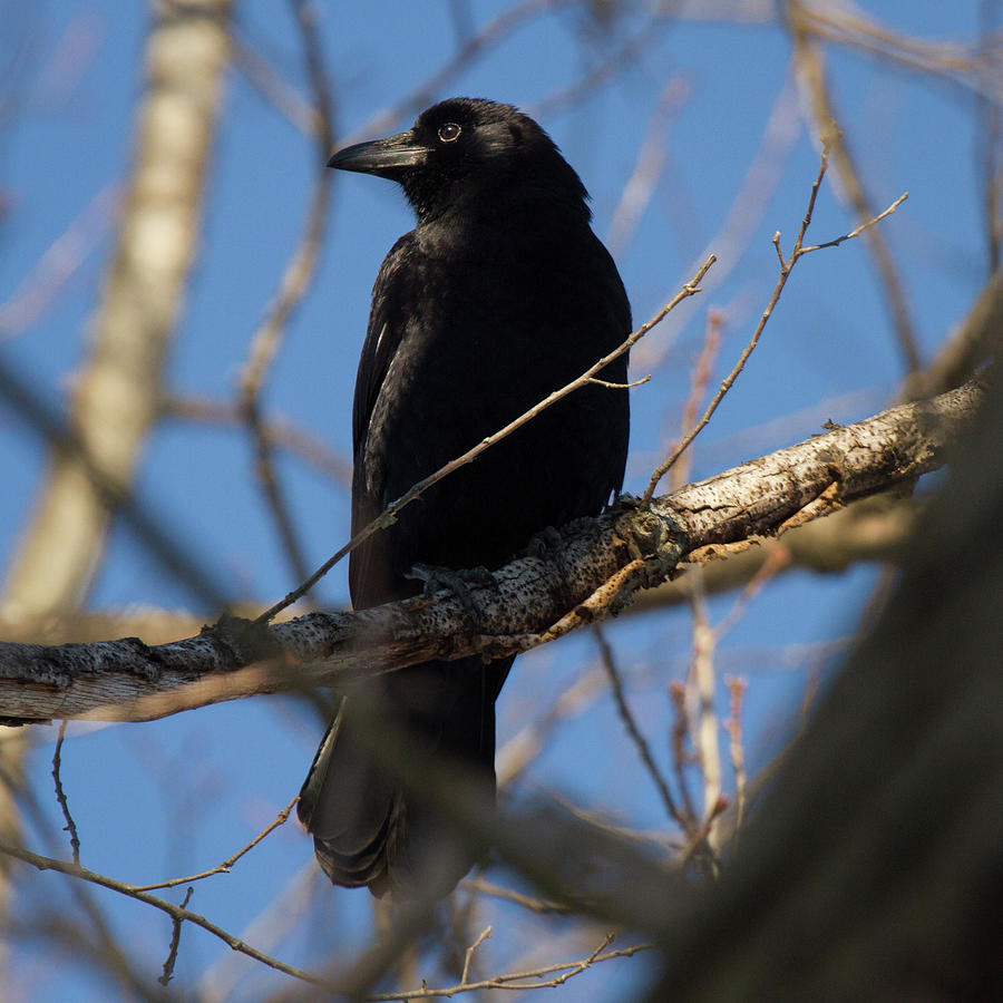 Crow Photograph by Daniel Dangler - Fine Art America