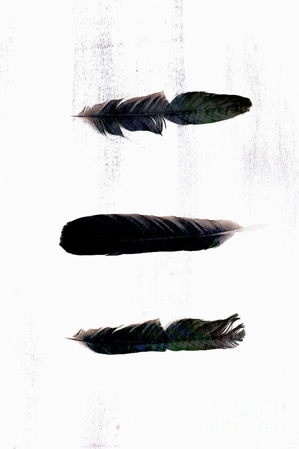 Crow Feathers Photograph by Stephanie Frey