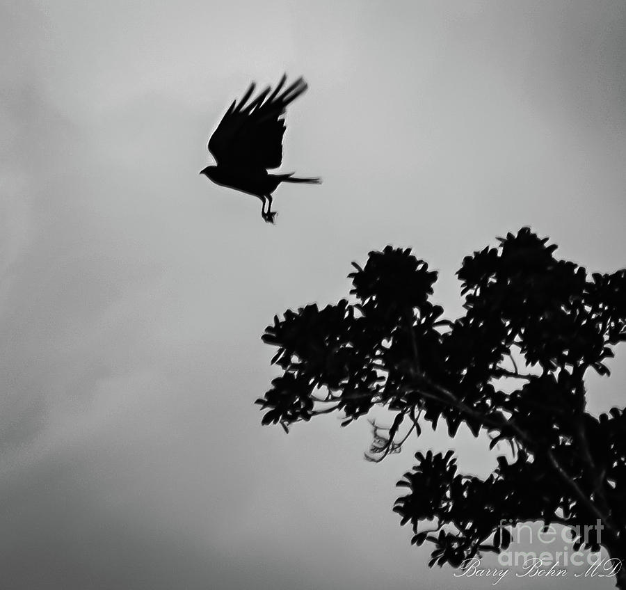 Crow flight BW Photograph by Barry Bohn