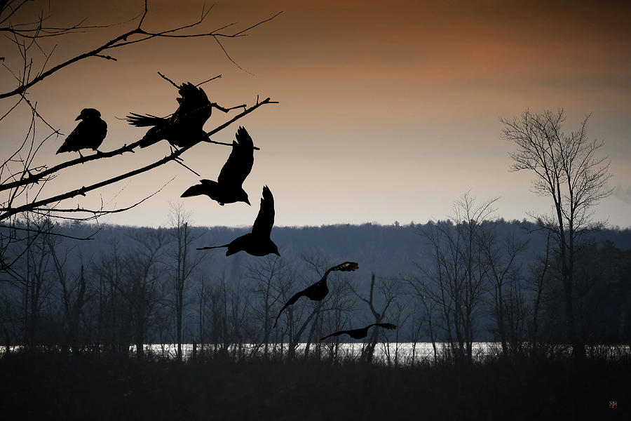 Crow Flight Photograph by John Meader