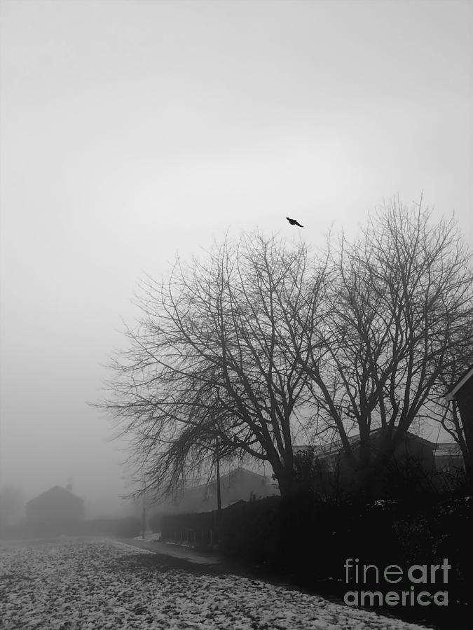 Crow Flying In The Fog Photograph