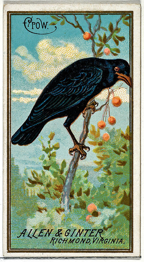 Crow From The Birds Of America Series N4 For Allen  Ginter Cigarettes Brands Painting