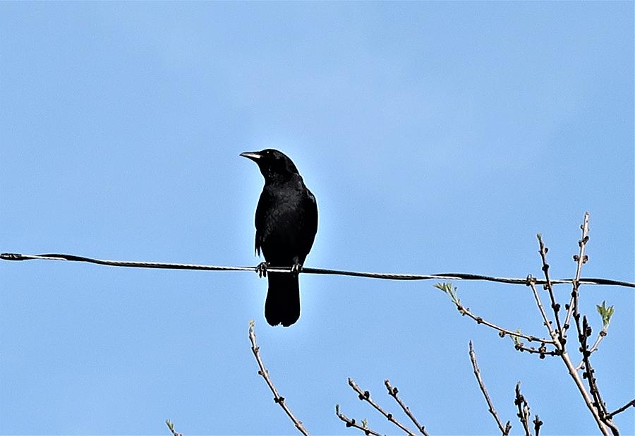 Crow Guard Photograph By Beverly M Collins - Fine Art America