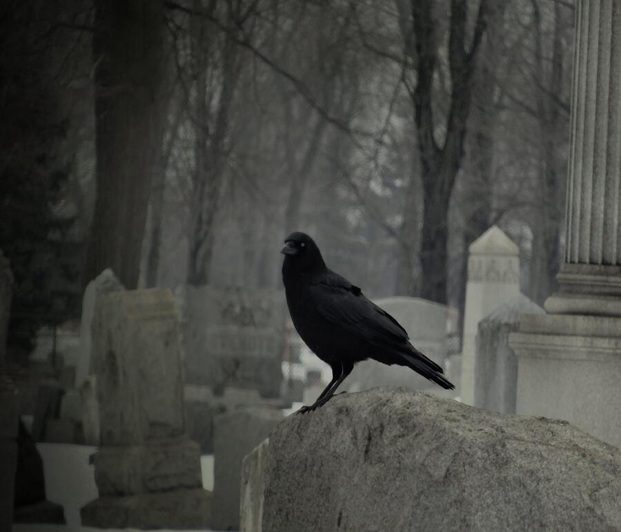 Crow In Gray Winter Fog Photograph By Gothicrow Images Pixels