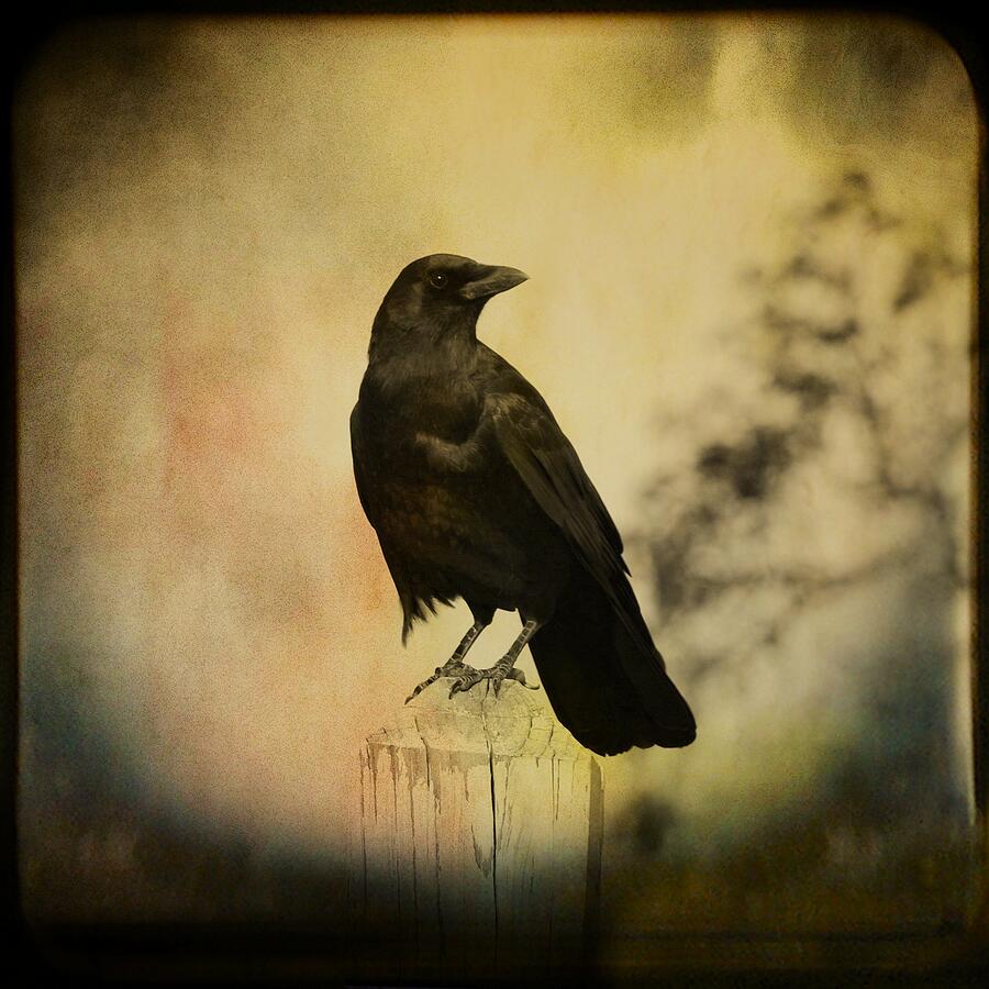 Crow In Nature Photograph by Gothicrow Images - Fine Art America