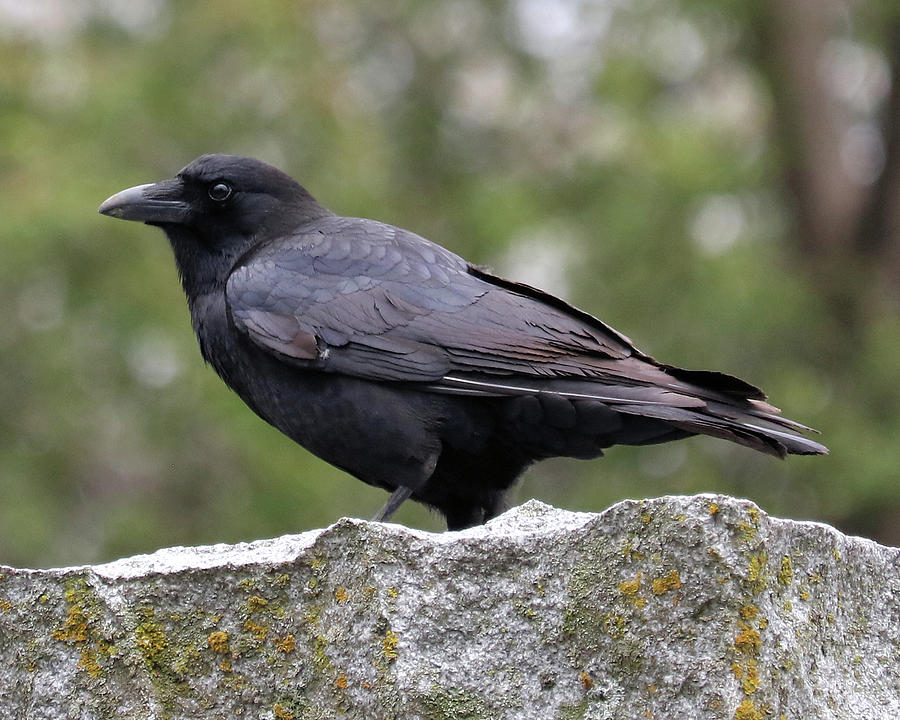 Crow in profile Photograph by Doris Potter