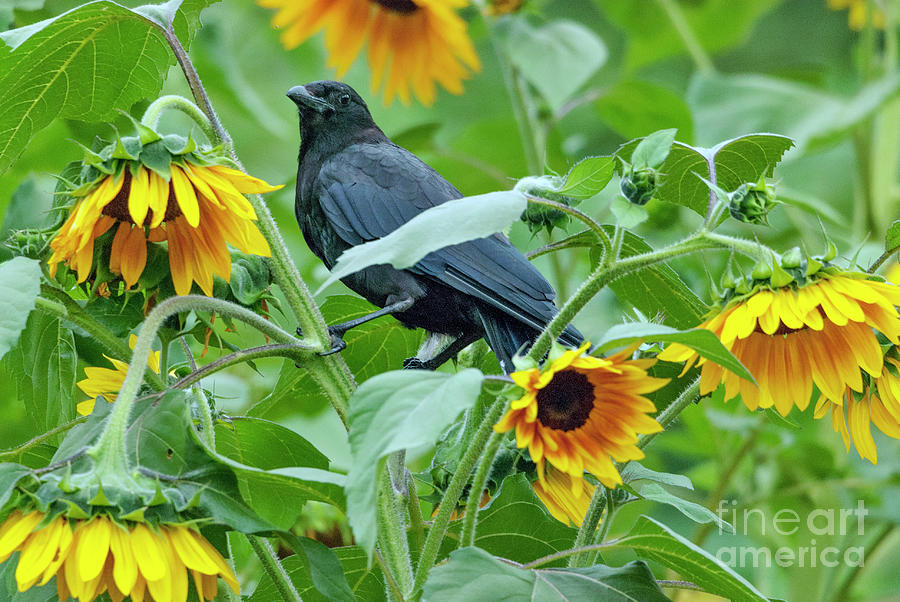 Crow in Sunflowers Photograph by Kristine Anderson