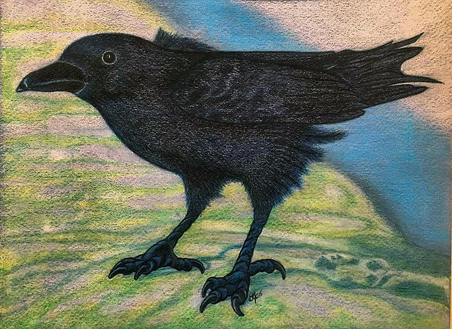 Crow Drawing by Jo Prevost