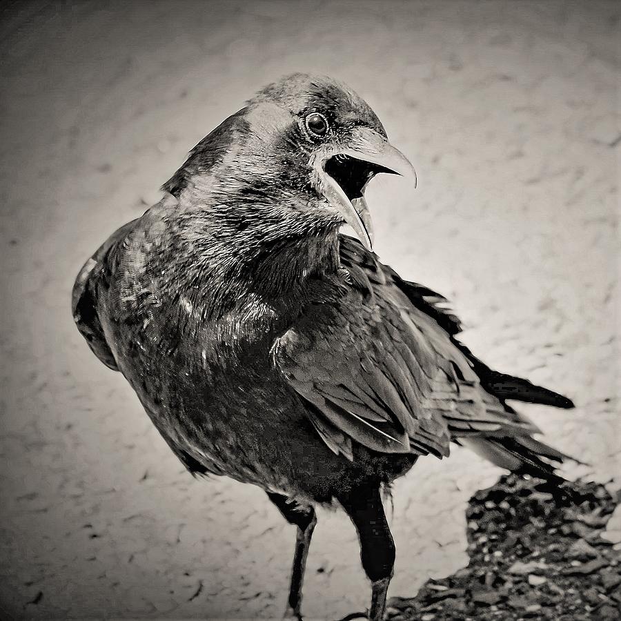 Crow Photograph by John Linnemeyer