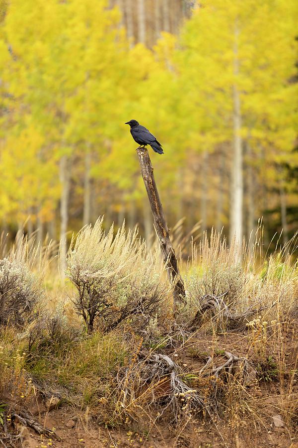 Crow Photograph by Joseph Hawk