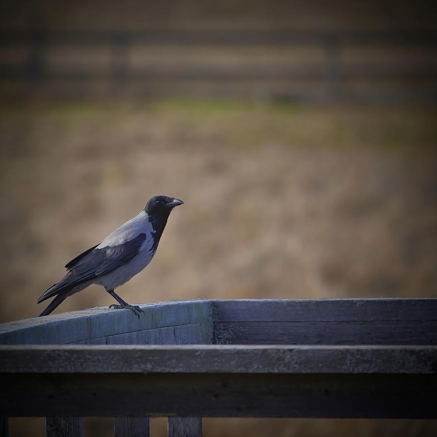 Crow Photograph - Crow #k8 by Leif Sohlman